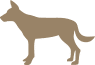 Wild dog 